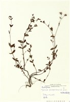 藏品(短柄金絲桃)的圖片